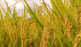 Preço do arroz pode ter leve queda em 2021