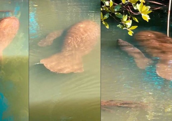 Rio Tatuamunha registra nascimento de filhote de peixe-boi em Alagoas