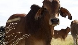 O que pensam entidades sobre o bloqueio de carne para a China