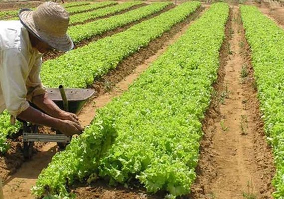Produtores rurais brasileiros contrataram R$102 bi para financiar a produção