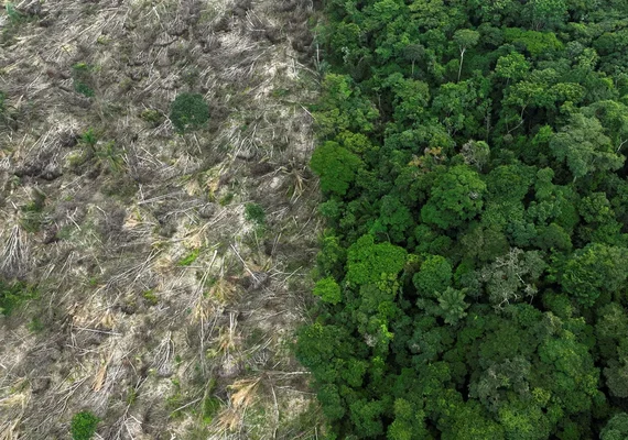 Alertas de desmatamento na Amazônia caem e atingem menor nível da série