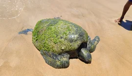 Tartaruga da espécie Chelonia mydas é encontrada morta em praia de Maceió