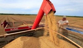 Governo lança Plano Safra da Agricultura Familiar