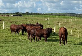 Santa Gertrudis é opção para cruzamento industrial no Nordeste