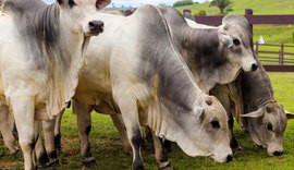 Programa Mais Pecuária Brasil será lançado no dia 14 na cidade de Penedo