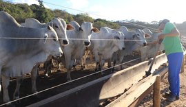 Hotel do boi: o primeiro confinamento coletivo para bovinos em Alagoas