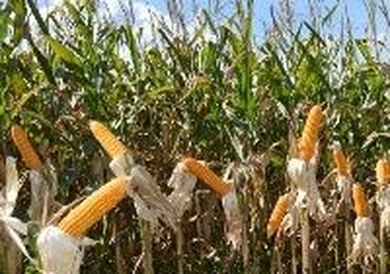 Safra de milho do Brasil aproxima-se de recorde