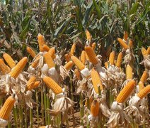 Alagoas tem o maior crescimento na produção de grãos do país