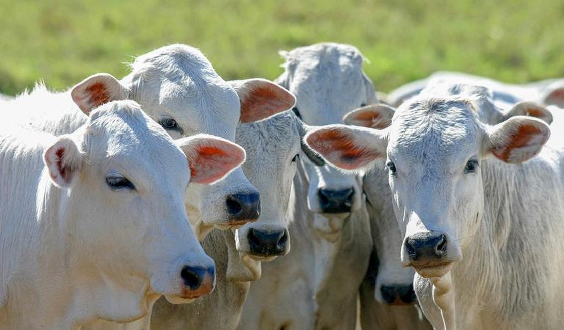 Governo amplia acesso ao crédito para melhoramento genético da pecuária sustentável