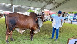 Expoalagoas Genética: raças nelore e gir expõem qualidade do rebanho do NE