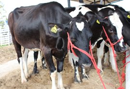 Programação técnica da ExpoBacia traz Seminário da Cadeia Produtiva do Leite