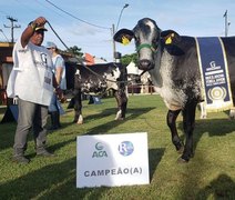 Exposição do Girolando vai atrair produtores para a Expoagro-AL 2023