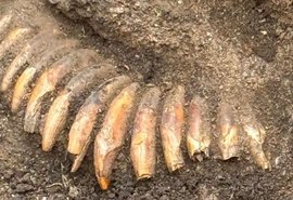Sepultamento pré-histórico de 5.000 anos é encontrado sob cemitério romano