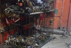 Polícia prende comerciante por venda ilegal e recolhe 68 caranguejos