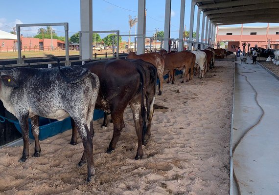 Confira a programação da 72ª Expoagro Alagoas para este final de semana