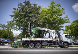 Alurb realiza mais de 2.800 podas e supressões de árvores em Maceió