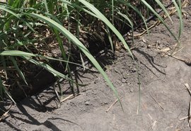 Irrigação por gotejamento aumenta produtividade do canavial