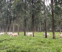 Árvores no pasto: estudo comprova benefícios para o gado e o meio ambiente