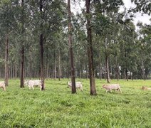 Árvores no pasto: estudo comprova benefícios para o gado e o meio ambiente