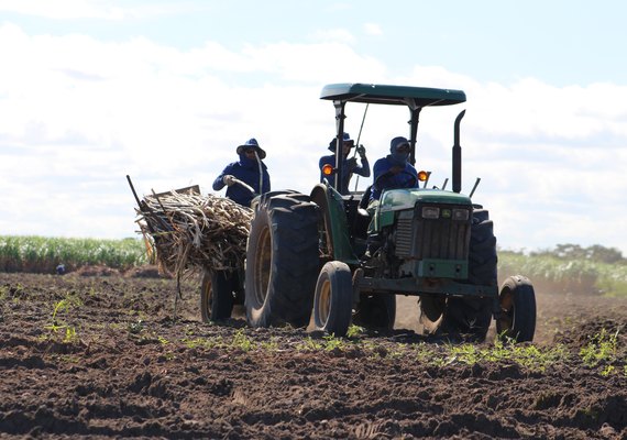 Plantadeiras reduzem custos de produção da cana