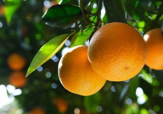 Alagoas pode conquistar status fitossanitário de área com praga ausente