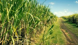 Moagem acumulada de cana no Norte e Nordeste tem alta anual de 6,8% em 2023/24