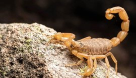 Escorpiões: saiba como evitar proliferação e o que fazer em caso de acidente