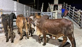 Parque da Pecuária deve receber até 3 mil animais para a 72ª Expoagro Alagoas