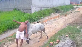 [VÍDEO] Homem é arremessado após cabeçada de boi no interior de Pernambuco