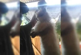 Homem faz “massacre de pets” para chantagear ex-companheira