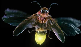 Cientistas alertam para risco de extinção dos vaga-lumes; entenda principais causas