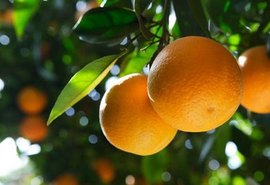 Alagoas pode conquistar status fitossanitário de área com praga ausente