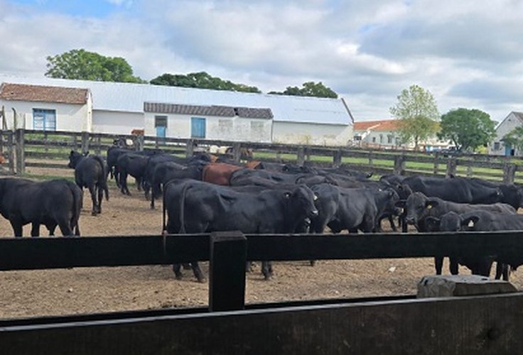 Embrapa avalia temperamento de bovinos da raça Brangus
