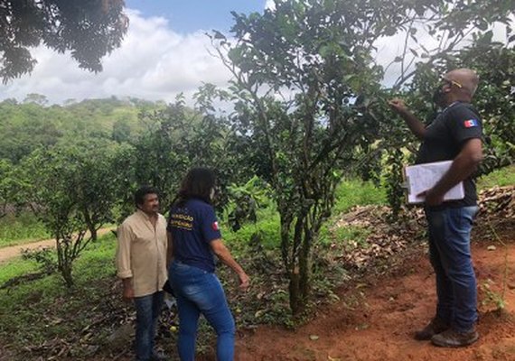 Detecção de pragas: Adeal inicia levantamento sanitário em culturas de citros