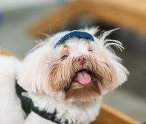 Mercado pet cresce 71% em AL e deve faturar R$ 77 bi