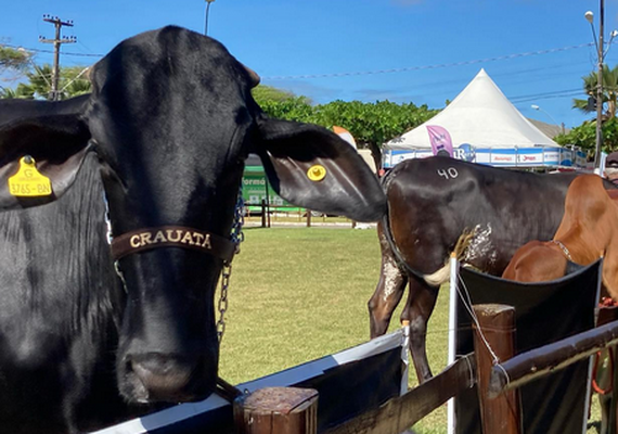 Leilão  Mais Leite é capaz de atender a pecuária nacional