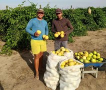 Fruticultura impulsiona renda e exportações no Agreste de Alagoas com abacaxi e maracujá