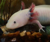 Fósseis de espécie de axolote de 4 milhões de anos são descobertos no México