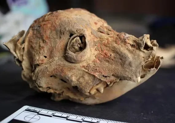 Arqueólogos encontram cães sem pelos enterrados há mais de 1.200 anos no Peru