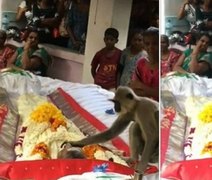 Amigo fiel: Macaco tenta acordar 'parceiro' falecido durante seu velório