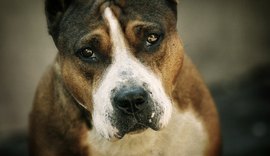 Pitbull ataca duas mulheres dentro de casa e é morto após surto