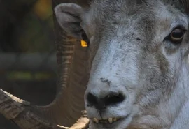 Idoso clona ovelha gigante híbrida e vai preso nos EUA