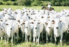 Rebanho bovino no Brasil é menor que o esperado, aponta estudo divulgado por associação