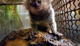 Confira as orientações sobre o contato humano com saguis
