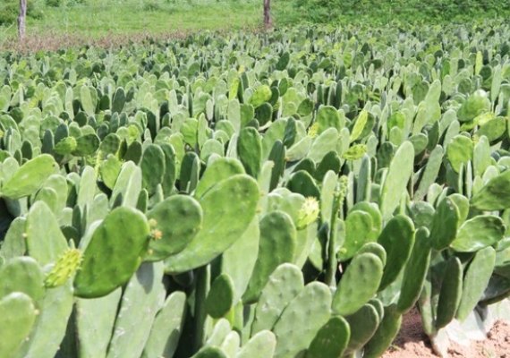 Projeto leva mudas de palma forrageira ao sertão de AL