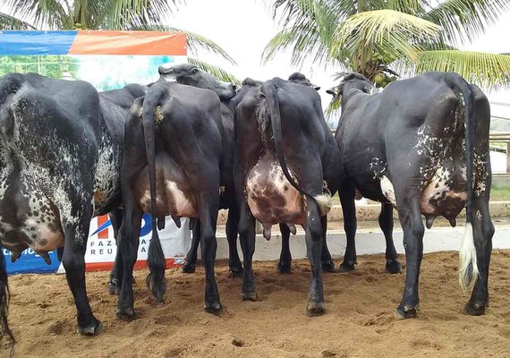 Expo Bacia Leiteira conta com programação diversificada