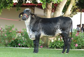 Leilão Mais Leite é destaque em valorização animal