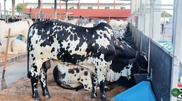 Confira as atrações da Expoalagoas Genética 2026