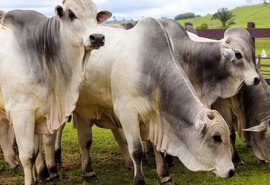 Agro Feira IBC abre temporada de negócios da pecuária em Alagoas