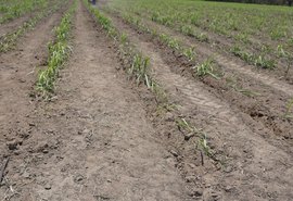 Crise econômica ameaça plantio de inverno da cana em Alagoas